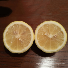 Wholesale Best Price fresh fruits  Fresh Citrus Fruit  Lemon